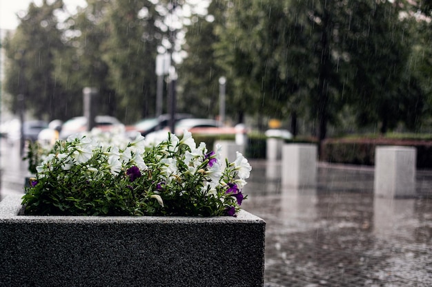 Foto un letto di fiori sulla strada sullo sfondo piovoso
