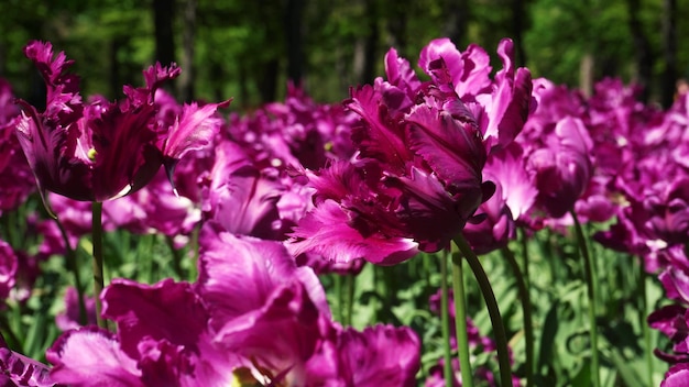 В парке растет клумба из фиолетовых тюльпанов Бутон цветка луковицы крупным планом Цветущий весенний цветок в ботаническом саду Разноцветные растения на лужайке Цветоводство на поле