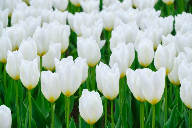 Flower bed with bright and beautiful white tulips