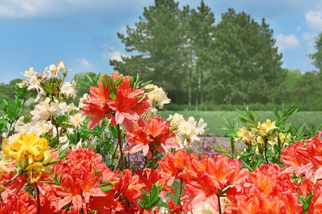Клумба с яркими красочными цветами в ботаническом саду