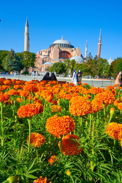 A flower bed with a defocused Sofia Mosque in the background.