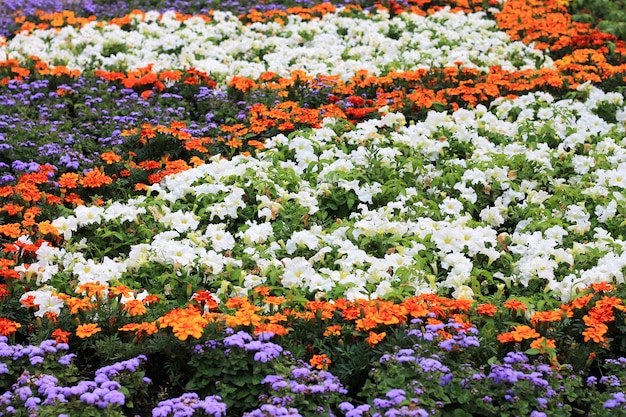 Flower bed with flowers in summer. A bright sunny day, wide photo.