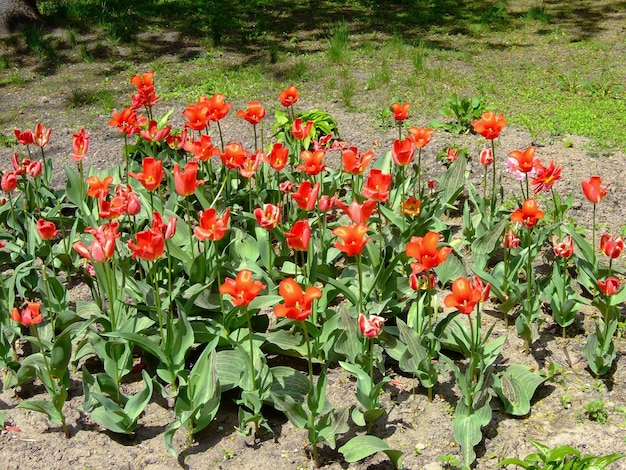 A flower bed with many blossoming red tulips, brightly lit by the sun