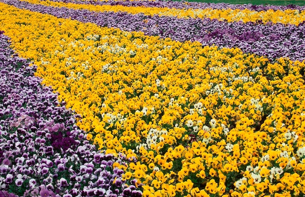 Flower bed with pansies viola hybrida