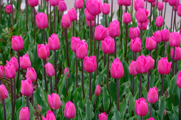 Flower bed with pink tulips