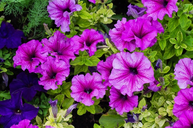 紫色のペチュニアの花壇がクローズアップペチュニアの花が咲くペチュニアの花