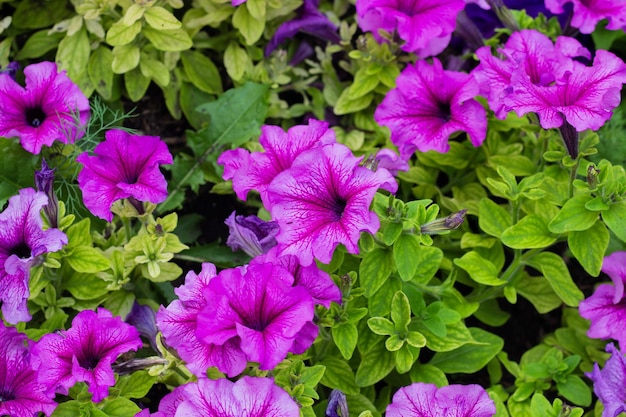 Flower Bed with purple petunias close up Petunia flowers bloom petunia blossom