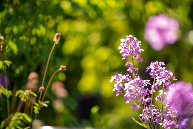 Flower bed with purple vervain flowers