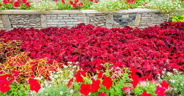 A flower bed with red flowers in the background