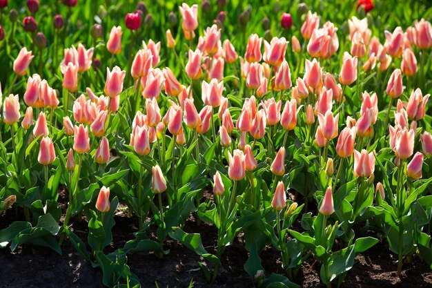 Flower bed with striped tulips Multicolored flowers