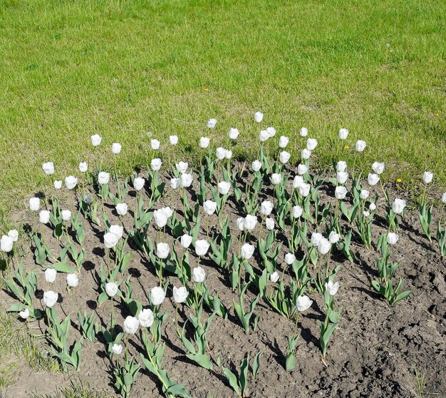 A flower bed with white tulips White tulips bulbous plants White flowers