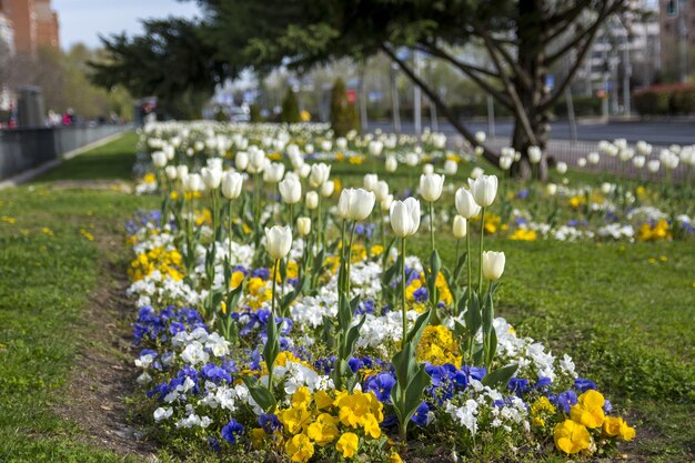 白いチューリップと黄色い花が咲く花壇。