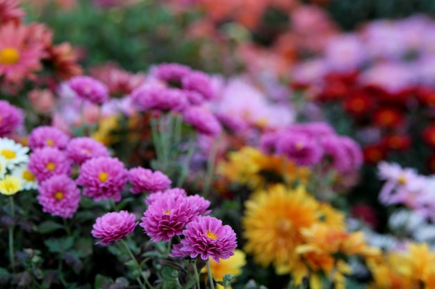 A flower bed with a yellow center and a pink center.