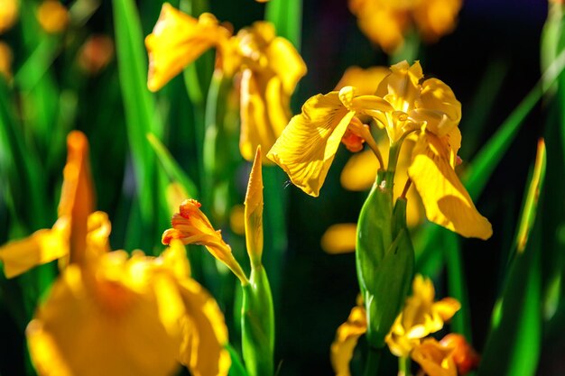 Flower bed with yellow irises and blurred bokeh background