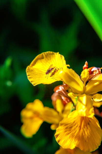 Flower bed with yellow irises and blurred bokeh background