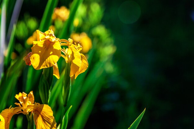 Flower bed with yellow irises