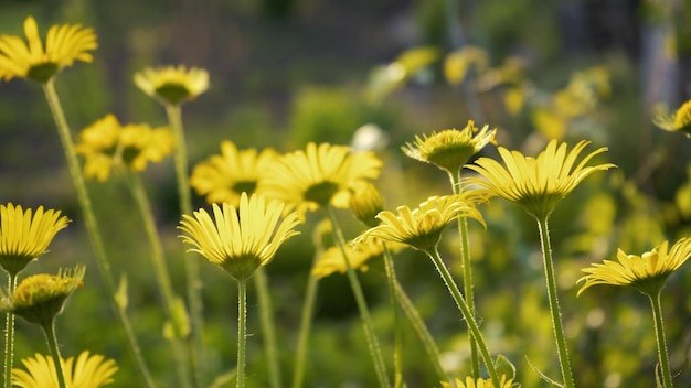 A flower bed of yellow camomile grows in the park Bulb flower bud close up Blooming spring flower in the botanical garden Multicolored plants on the lawn Floriculture on the field