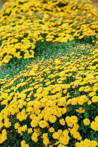 flower bed of yellow chrysanthemums