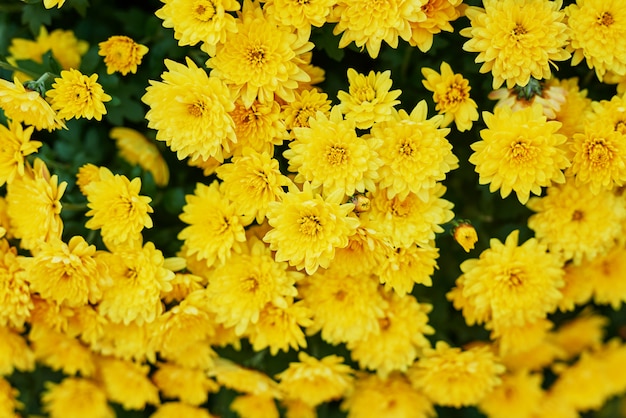 flower bed of yellow chrysanthemums