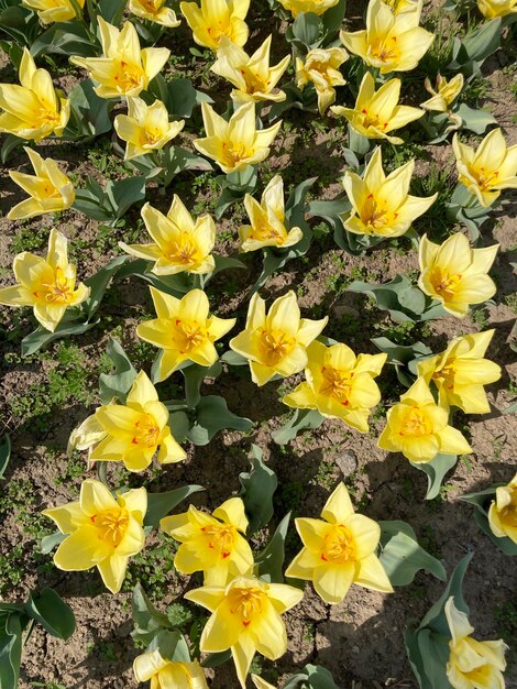 Yellow Tulipa tarda의 화단