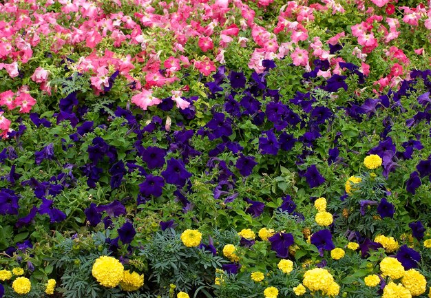 Flower bed