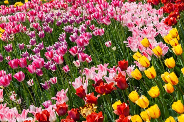 Flower beds and fields sown with colorful tulips