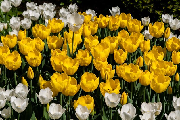 Flower beds and fields sown with colorful tulips