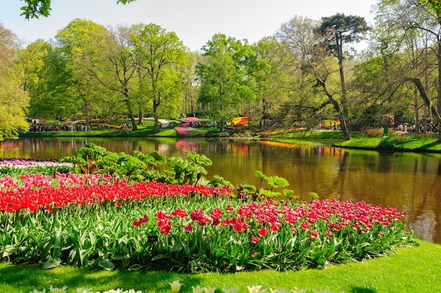 Flower beds of keukenhof gardens in lisse, netherlands