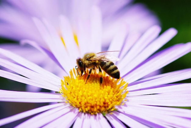 Flower and bee