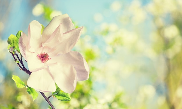 花背景に春の初めに