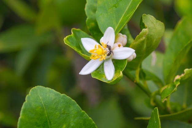 나무에 bergamot 과일의 꽃