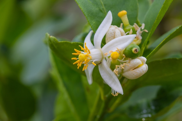 나무에 bergamot 과일의 꽃