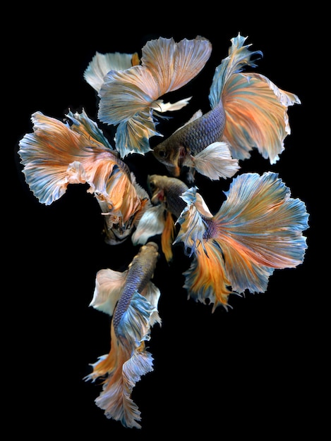 The flower of betta's tail fins mixed