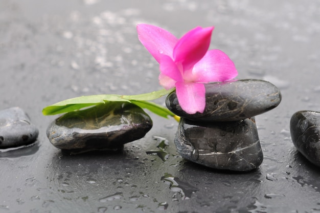 Photo flower on black pebbles