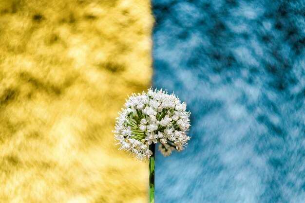 Photo flower bloom in front of an ukraine yellow and blue theme