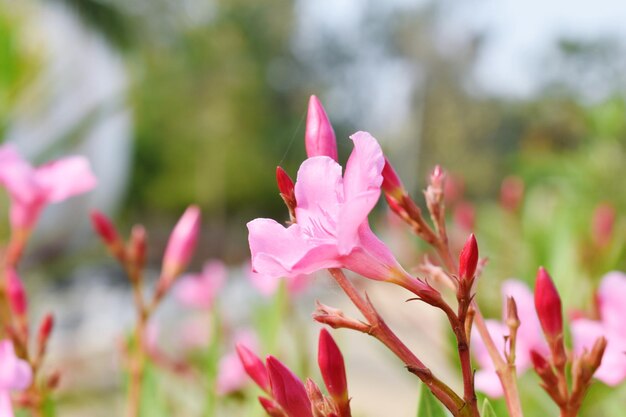 Flower Bloomed in My garden