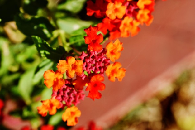 Photo flower bloomed in my garden