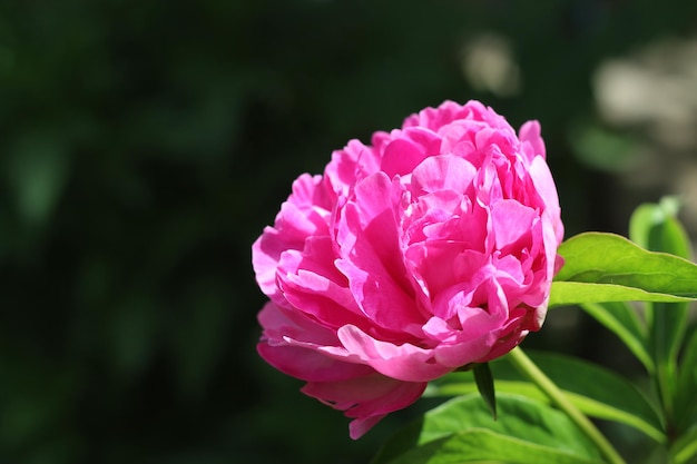 Flower blooming globular peony in the garden macro