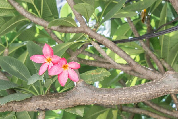 春の草原の木に咲く花