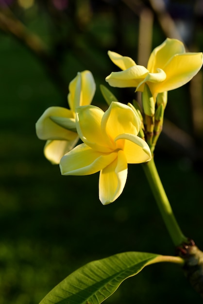 花が咲きます。