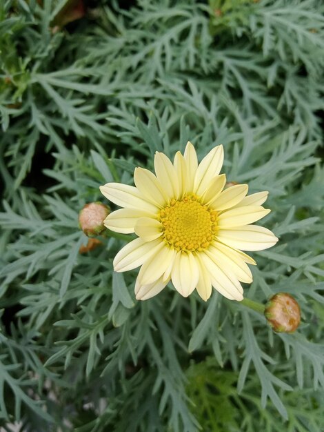 A flower blooms on the grass