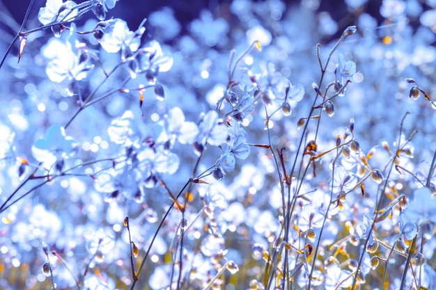 flower blossom on field Beautiful growing and flowers on meadow blooming in the morning selective focus nature on bokeh backgroundvintage style