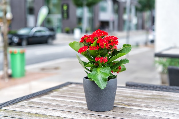 Flower blossoming in pot on table outdoor in Hamburg, Germany. Flower arrangement, floristry, floral decor, design.