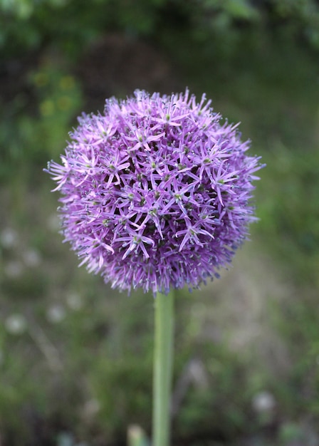 Photo flower blue onion