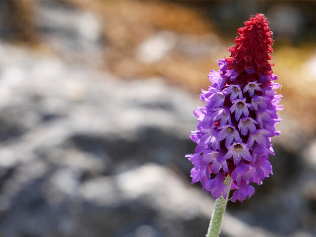 Flower over blurred natural background