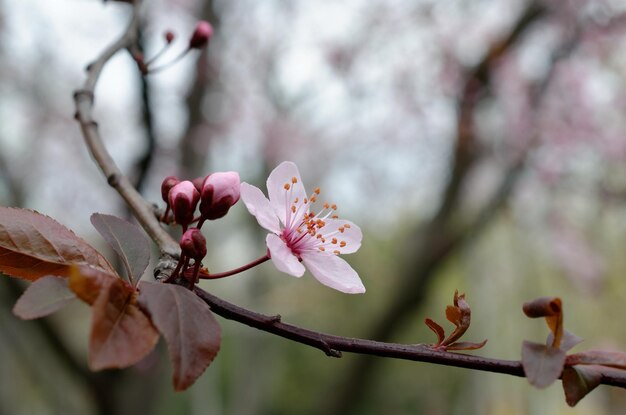 Foto un fiore su un ramo con sopra la parola ciliegia