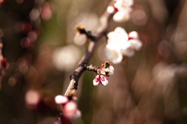 枝に花