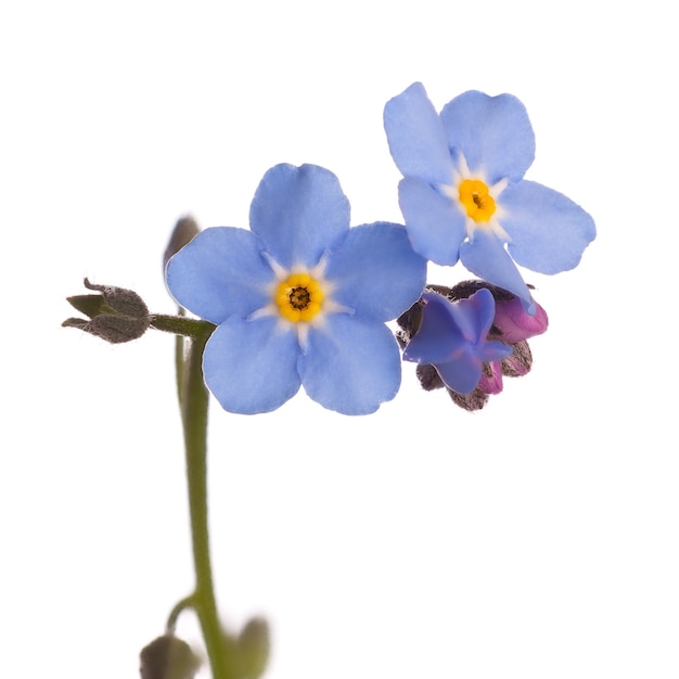 Flower bud blossoms Forget-me-nots isolated on white surface.