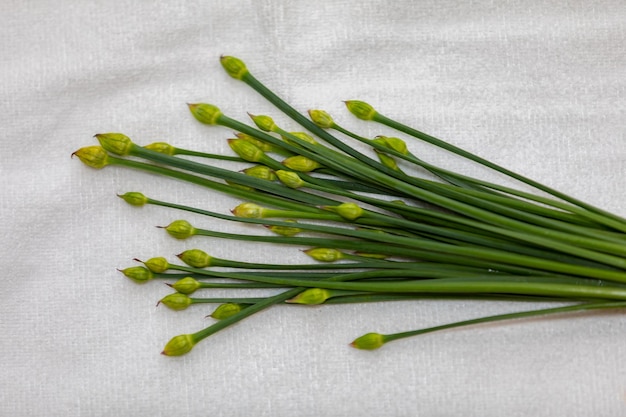 Flower bud of Garlic Chives Allium tuberosum also known as Asian Chives Oriental Garlic Chinese