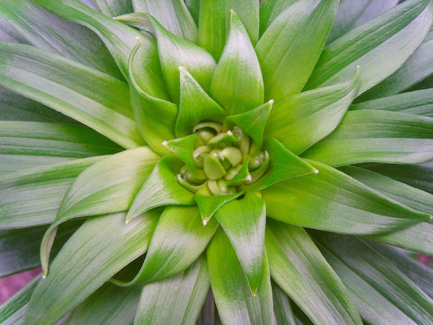 Flower bud in green foliage photo